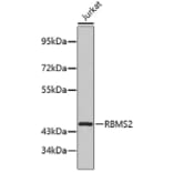 Western Blot - Anti-RBMS2 Antibody (A4074) - Antibodies.com