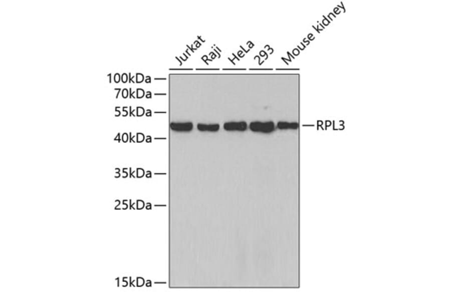 Western Blot - Anti-RPL3 Antibody (A4082) - Antibodies.com