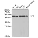 Western Blot - Anti-RPL3 Antibody (A4082) - Antibodies.com