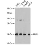 Western Blot - Anti-RPL31 Antibody (A4089) - Antibodies.com