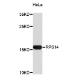 Western Blot - Anti-RPS14 Antibody (A4094) - Antibodies.com