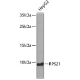 Western Blot - Anti-RPS21 Antibody (A4097) - Antibodies.com