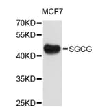 Western Blot - Anti-SGCG Antibody (A4110) - Antibodies.com