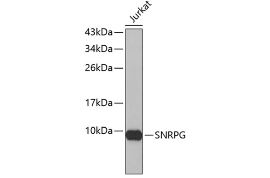 Western Blot - Anti-SNRPG Antibody (A4122) - Antibodies.com