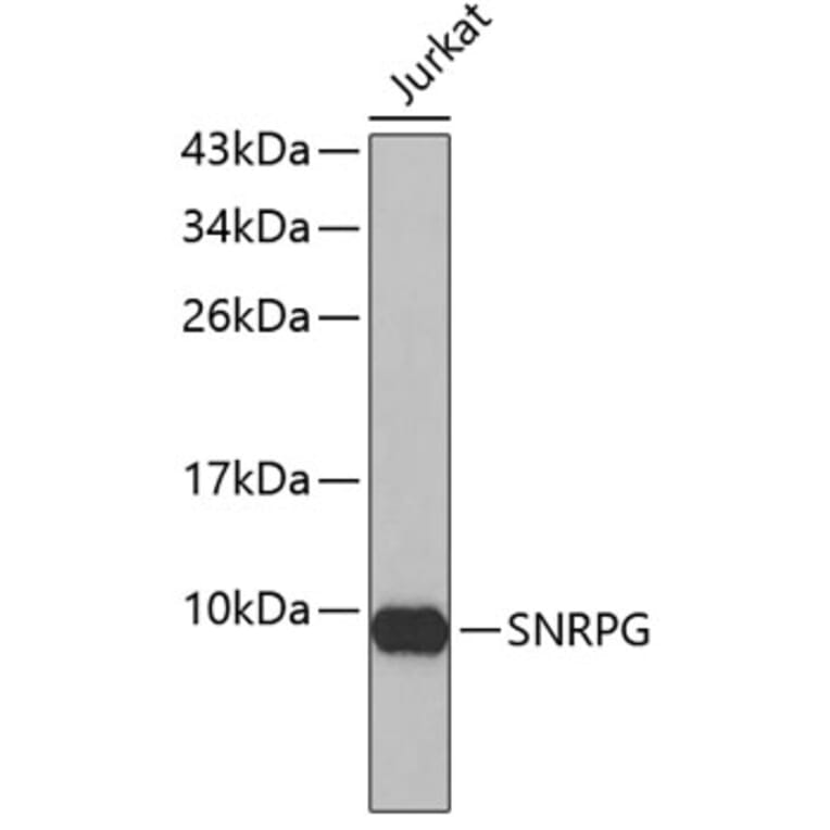 Western Blot - Anti-SNRPG Antibody (A4122) - Antibodies.com