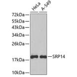 Western Blot - Anti-SRP14 Antibody (A4125) - Antibodies.com