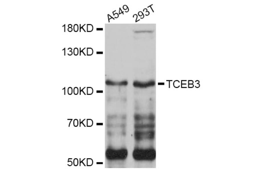 Western Blot - Anti-TCEB3 Antibody (A4143) - Antibodies.com