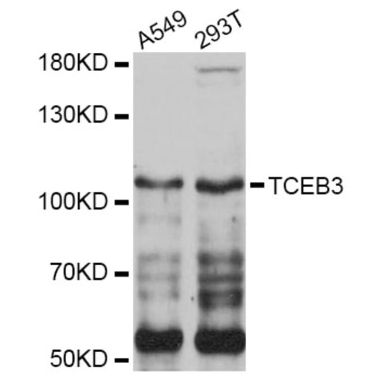 Western Blot - Anti-TCEB3 Antibody (A4143) - Antibodies.com
