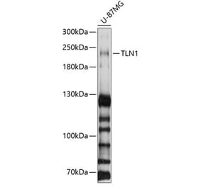Western Blot - Anti-Talin 1 Antibody (A9389) - Antibodies.com