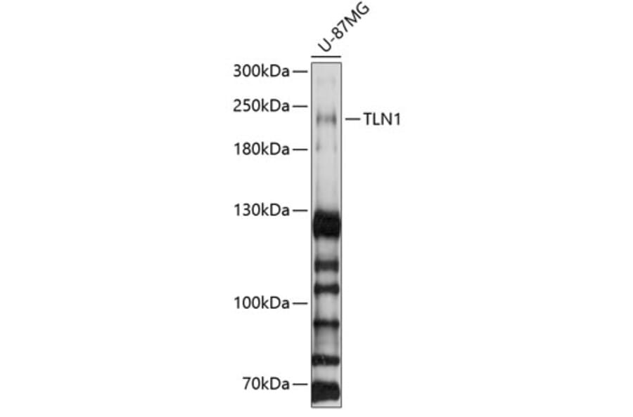 Western Blot - Anti-Talin 1 Antibody (A9389) - Antibodies.com