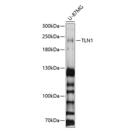 Western Blot - Anti-Talin 1 Antibody (A9389) - Antibodies.com