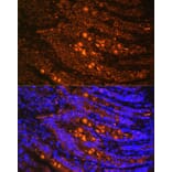 Immunofluorescence - Anti-Talin 1 Antibody (A9389) - Antibodies.com