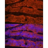 Immunofluorescence - Anti-Talin 1 Antibody (A9389) - Antibodies.com