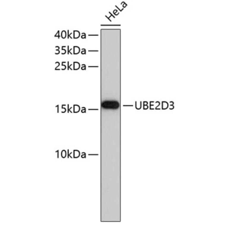 Western Blot - Anti-UBE2D3 Antibody (A4173) - Antibodies.com
