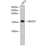 Western Blot - Anti-UBE2D3 Antibody (A4173) - Antibodies.com