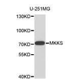 Western Blot - Anti-MKKS Antibody (A4206) - Antibodies.com