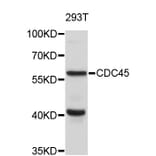 Western Blot - Anti-CDC45 Antibody (A4212) - Antibodies.com