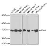 Western Blot - Anti-SDPR Antibody (A4219) - Antibodies.com
