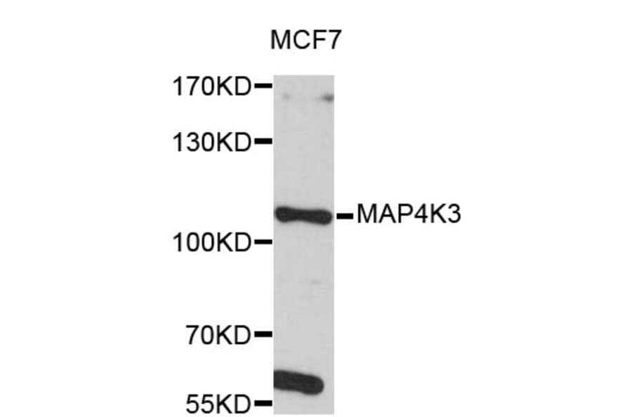 Western Blot - Anti-MAP4K3 Antibody (A4224) - Antibodies.com