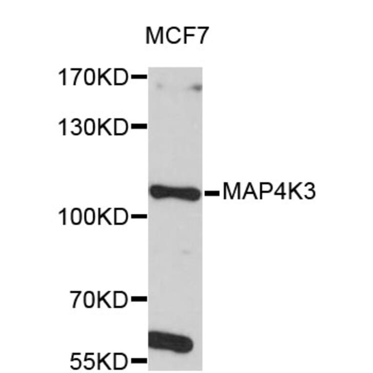 Western Blot - Anti-MAP4K3 Antibody (A4224) - Antibodies.com