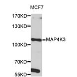 Western Blot - Anti-MAP4K3 Antibody (A4224) - Antibodies.com