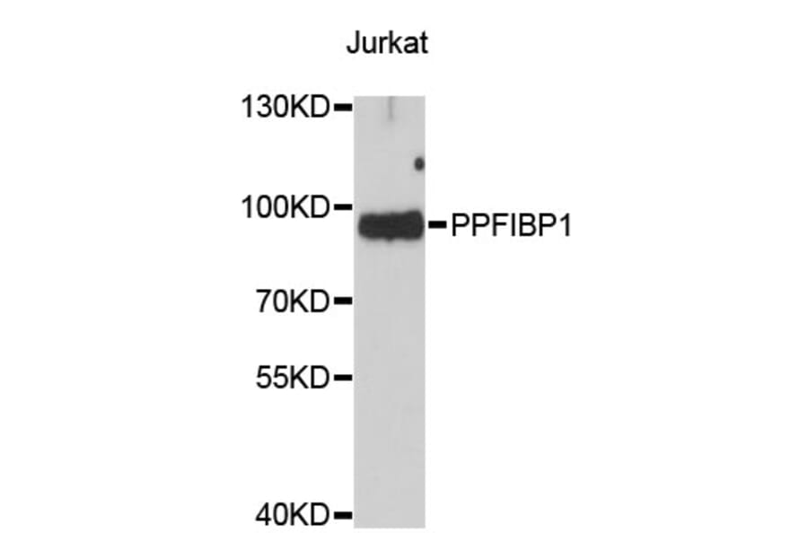 Western Blot - Anti-PPFIBP1 Antibody (A4225) - Antibodies.com