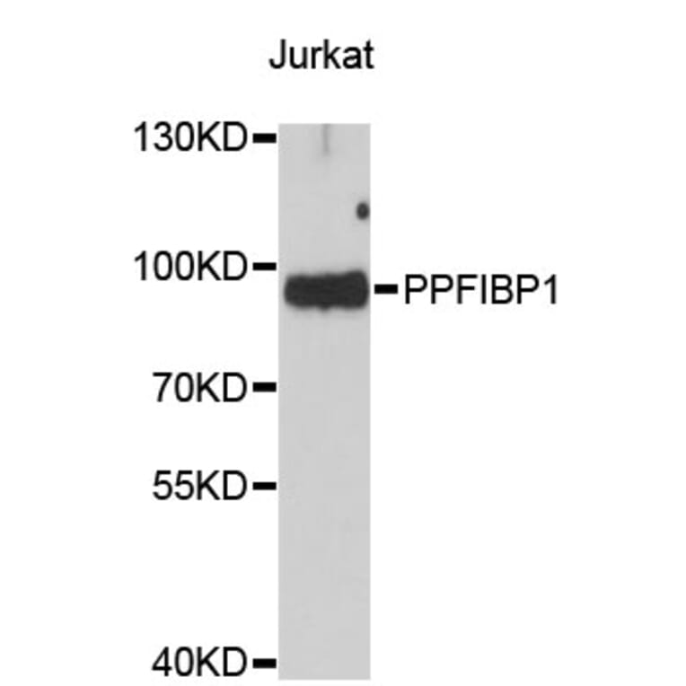 Western Blot - Anti-PPFIBP1 Antibody (A4225) - Antibodies.com