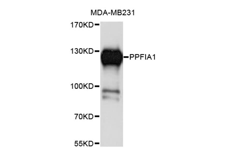 Western Blot - Anti-PPFIA1 Antibody (A4226) - Antibodies.com