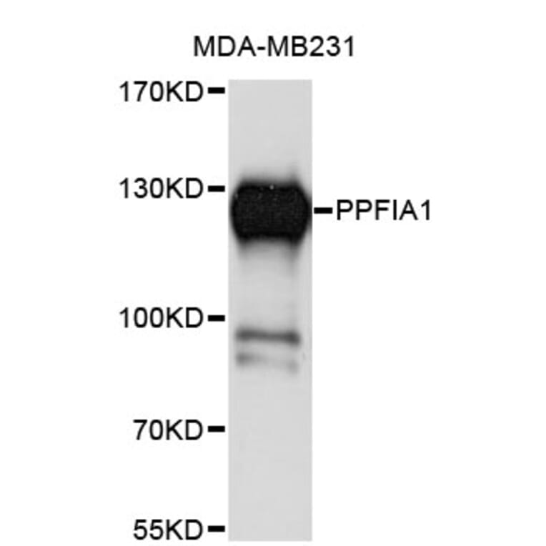 Western Blot - Anti-PPFIA1 Antibody (A4226) - Antibodies.com