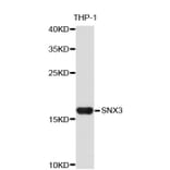 Western Blot - Anti-SNX3 Antibody (A4246) - Antibodies.com
