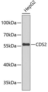 Western blot analysis of extracts of HepG2 cells, using Anti-CDS2 Antibody (A4248).
Secondary antibody: Goat Anti-Rabbit IgG (H+L) (HRP) (AS014) at 1:10,000 dilution.
Lysates / proteins: 25µg per lane.
Blocking buffer: 3% non-fat dry milk in TBST.