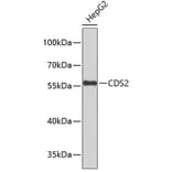 Western Blot - Anti-CDS2 Antibody (A9418) - Antibodies.com