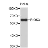 Western Blot - Anti-RIOK3 Antibody (A4251) - Antibodies.com