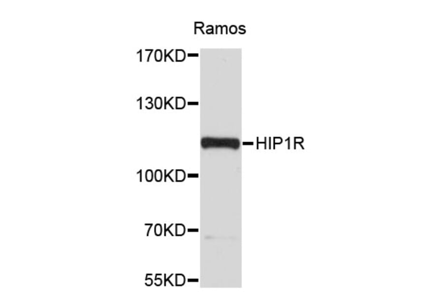 Western Blot - Anti-HIP1R Antibody (A4264) - Antibodies.com