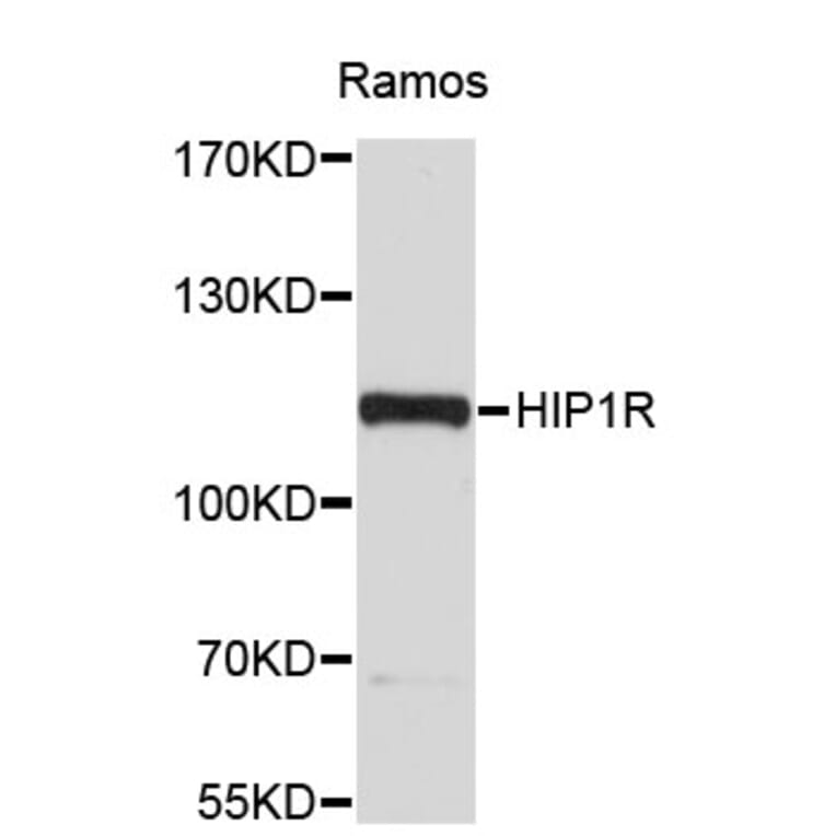 Western Blot - Anti-HIP1R Antibody (A4264) - Antibodies.com