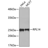 Western Blot - Anti-RPL14 Antibody (A4265) - Antibodies.com