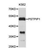 Western Blot - Anti-PSTPIP1 Antibody (A4266) - Antibodies.com