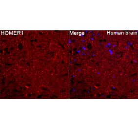 Immunofluorescence - Anti-HOMER1 Antibody (A9430) - Antibodies.com