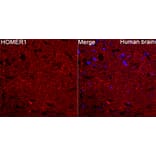 Immunofluorescence - Anti-HOMER1 Antibody (A9430) - Antibodies.com