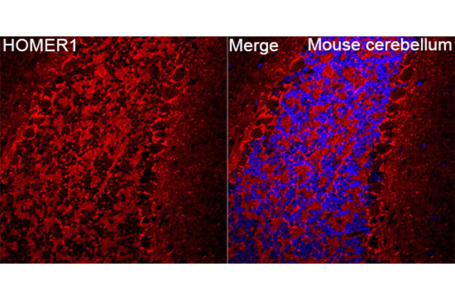 Immunofluorescence - Anti-HOMER1 Antibody (A9430) - Antibodies.com