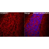 Immunofluorescence - Anti-HOMER1 Antibody (A9430) - Antibodies.com