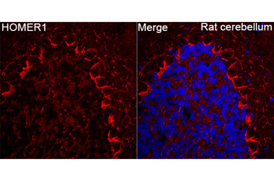 Immunofluorescence - Anti-HOMER1 Antibody (A9430) - Antibodies.com