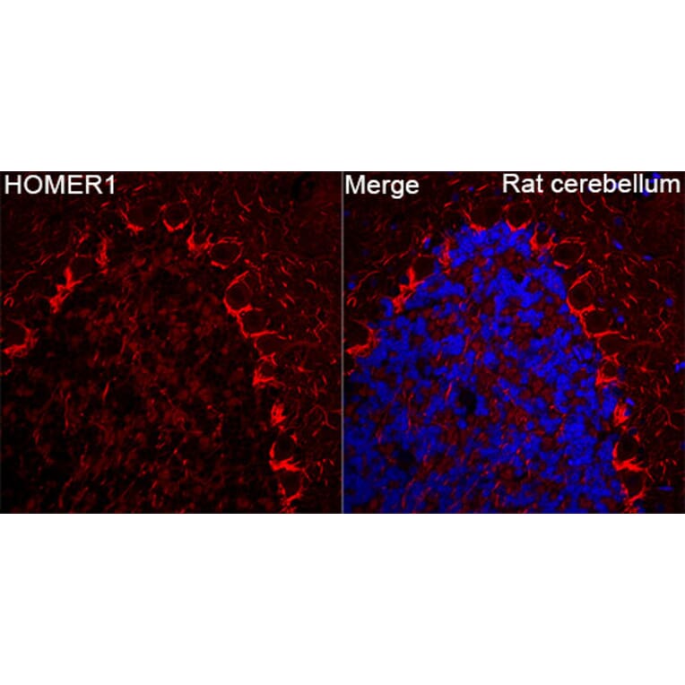 Immunofluorescence - Anti-HOMER1 Antibody (A9430) - Antibodies.com