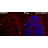 Immunofluorescence - Anti-HOMER1 Antibody (A9430) - Antibodies.com