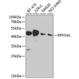 Western Blot - Anti-RPH3AL Antibody (A9432) - Antibodies.com