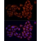 Immunofluorescence - Anti-RPH3AL Antibody (A9432) - Antibodies.com
