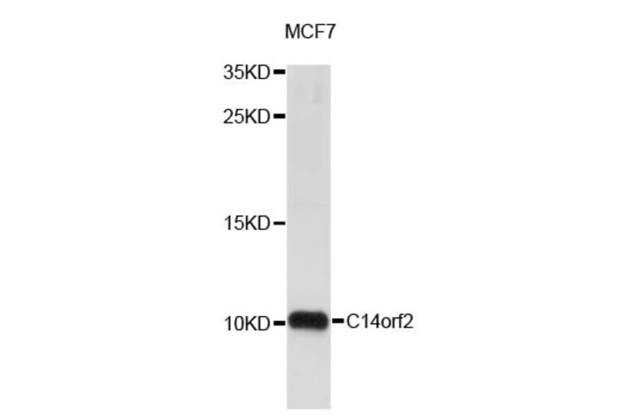 Western Blot - Anti-C14orf2 Antibody (A4319) - Antibodies.com