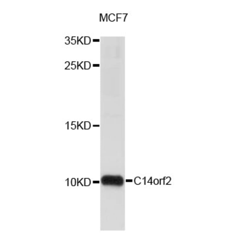 Western Blot - Anti-C14orf2 Antibody (A4319) - Antibodies.com