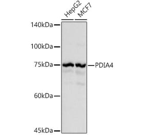 Western Blot - Anti-ERp72 Antibody (A9438) - Antibodies.com