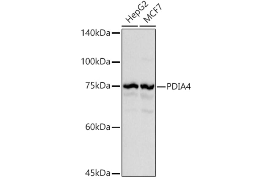 Western Blot - Anti-ERp72 Antibody (A9438) - Antibodies.com